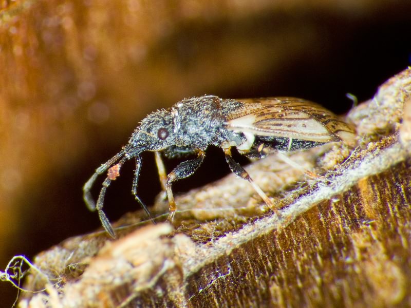 Macroplax preyssleri (Fieber, 1837)